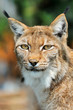 Foto: lynx lynx