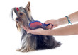 grooming yorkshire terrier
