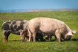 pigs  on the grass
