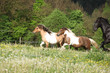 Two ponnies running before black kladruber