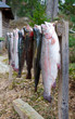 Photo: Rainbow trouts fishing trophy Rainbow trouts fishing trophy