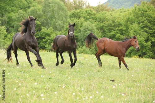 Photo: Two black and one brown horses running in nature Two black and one brown horses running in nature