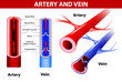 Vector: artery and vein. Vector artery and vein. Vector