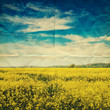 paper oilseed