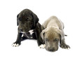 Dog puppys  on white background
