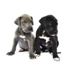 Dog puppys  on white background