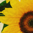 sunflower paper