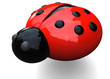 LADYBUG - 3D