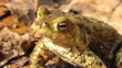 Erdkröte - Bufo - beim Sonnenbad