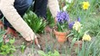 Einpflanzen von Blumen