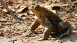 Video: Erdkröte - Bufo - in der Sonne sitzend Erdkröte - Bufo - in der Sonne sitzend