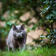 Cat outdoors on a green lawn, walking towards you