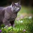 Photo: Cute kitty cat outdoors on a green lawn Cute kitty cat outdoors on a green lawn