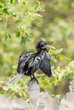 A Little Cormorant  expose feather to the sun