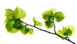 Foto: Green leaves background Green leaves background