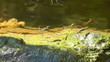 Wasserläufer - Gerridae - Paarung