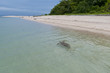 A turtle near Sipadan white sand beach turquoise paradise