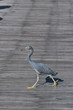 a Black heron in Kapalai resort Malaysia turquoise paradise