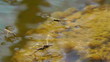 Wasserläufer - Gerridae - bei der Paarung