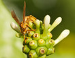 Photo: guêpe sur jeune fruit de noni, morinda citrifolia guêpe sur jeune fruit de noni, morinda citrifolia