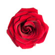 red rose isolated on white background