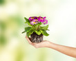 woman's hands holding flower in soil