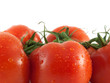 Fresh red tomatoes on branch. Isolated on white.