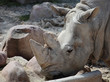 Photo: picture of the head of an african rhino picture of the head of an african rhino