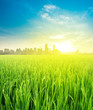 landscape view over rice field plantation farming