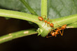 Red ants