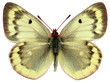 Isolated female Mountain Clouded Yellow butterfly