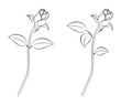 Rose lineart