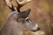 White-tailed deer buck