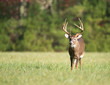 Large white-tailed deer buck