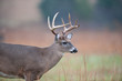 White-tailed deer buck
