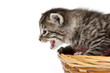 Cute kitten crying