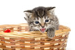 Cute kitten crying