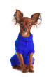 Toy terrier. Russian toy terrier on a white background. Funny li