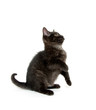 Cute black kitten