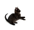Cute black kitten