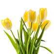 Beautiful bouquet of yellow tulips on a white background.