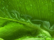 Waterdrops
