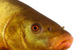 colored fish swimming free, carp, tench