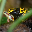 Colorful frog in terrarium
