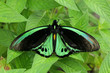 Photo: Green butterfly on leaves Green butterfly on leaves