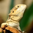 sand agama in terrarium