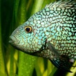 tropical fish in aquarium