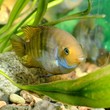 Cichlasoma sajica fish in aquarium