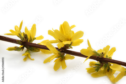 Photo: forsythia forsythia