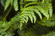 Morning dew and fern